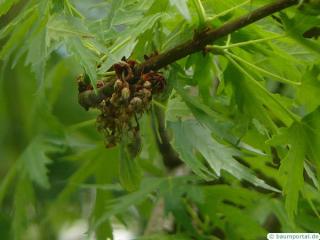 dissected norway maple (Acer saccharinum 'Wieri') flower