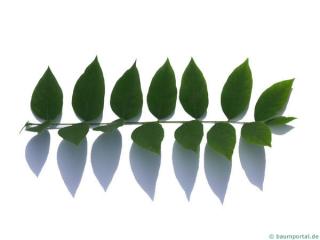 kentucky coffee tree (Gymnocladus dioicus) leaf
