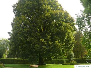 large leaved lime (Tilia platyphyllos) tree