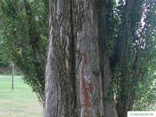 lombardy poplar (Populus nigra 'Italica') trunk / bark