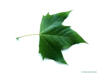 london plane tree (Platanus acerifolia) leaf