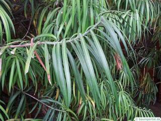 long leaved yellowwood (Podocarpus henkelii) leaves