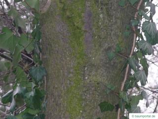 bird cherry (Prunus padus) trunk / bark