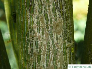 mountain maple (Acer spicatum) trunk / bark