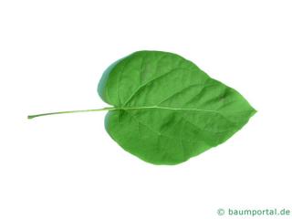 northern catalpa (Catalpa speciosa) leaf