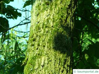 northern catalpa (Catalpa speciosa) trunk / bark