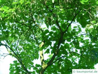 northern catalpa (Catalpa speciosa) tree in summer