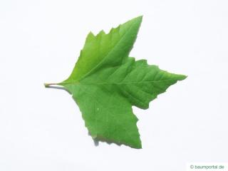 oriental plane tree (Platanus orientalis) leaf