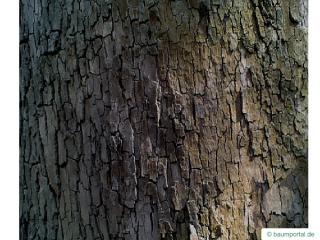 oriental plane tree (Platanus orientalis) trunk / bark
