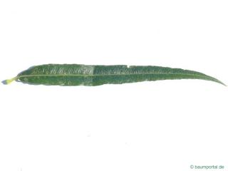 common osier (Salix viminalis) leaf