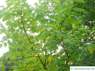 paper mulberry (Broussonetia papyrifera) crown in summer