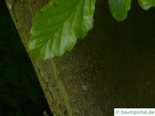 persian ironwood (Parrotia persica) trunk / bark