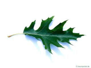 pin oak (Quercus palustis) leaf