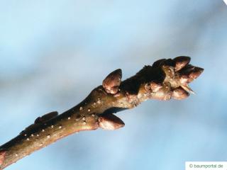 pin oak (Quercus palustis) terminal bud