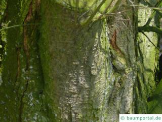 plum tree (Prunus domestica subsp. syriaca) trunk / bark