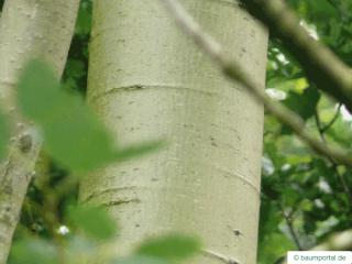 quaking aspen (Populus tremula) trunk / bark