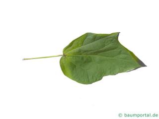 red-leaves catalpa (Catalpa erubescens 'Purpurea') leaf