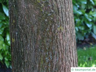 red-leaves catalpa (Catalpa erubescens 'Purpurea') trunk / bark