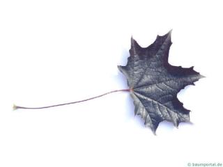 red norway maple (Acer platanoides 'Faassen's Black') leaf