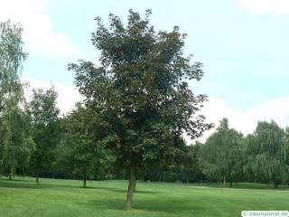 red norway maple (Acer platanoides 'Faassen's Black') tree
