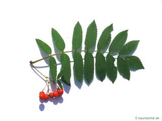 european Mountain ash (Sorbus aucuparia) leaf