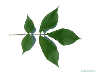 shagbark hickory (Carya ovata) leaf