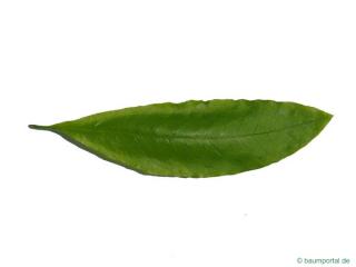 shingle oak  (Quercus imbricaria) leaf leaf
