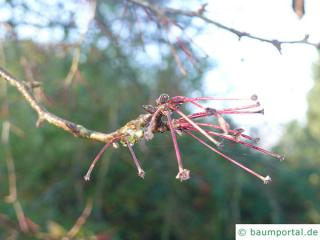 siberian crab apple (Malus baccata) twig in winter
