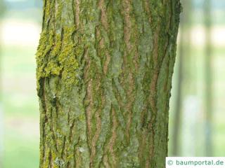 street black locust (Robinia pseudoacacia 'Monophylla') trunk / bark