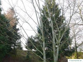 striped maple (Acer pensylvanicum) in winter