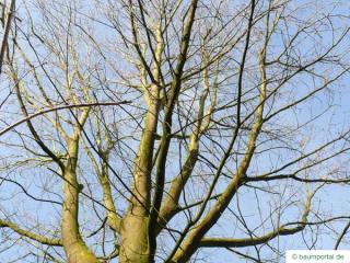 sugar maple (Acer saccharum) crown in winter