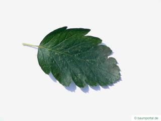 swedish whitebeam (Sorbus intermedia) leaf
