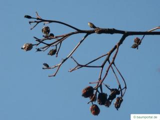 swedish whitebeam (Sorbus intermedia) dried fruit