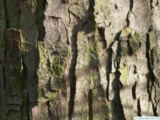 sycamore maple (Acer pseudoplatanus) trunk and bark