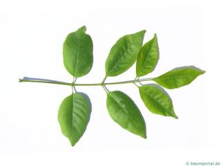 texas ash (Fraxinus texensis) leaf