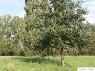 turkish oak (Quercus zerris) tree