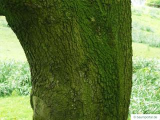 turners oak (Quercus turneri 'Pseudoturneri') trunk / bark