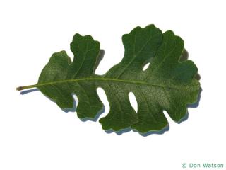 valley oak (Quercus lobata) leaf