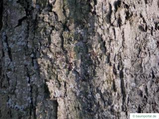 whitebeam (Sorbus aria) trunk / bark