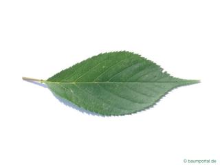 wild cherry (Prunus avium) leaf