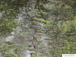 wild cherry (Prunus avium) trunk / bark