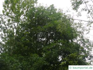 willow oak (Quercus phellos) crown in summer