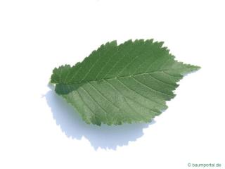 wych elm (Ulmus glabra) leaf