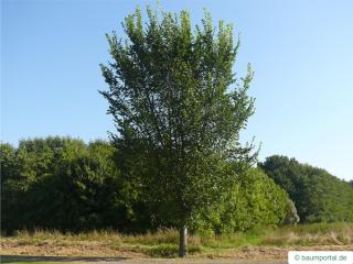 wych elm (Ulmus glabra) tree in summer