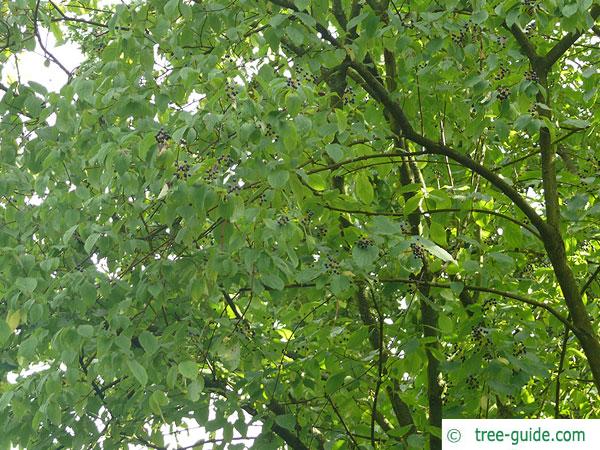 alder buckthorn (Rhamnus frangula) crown
