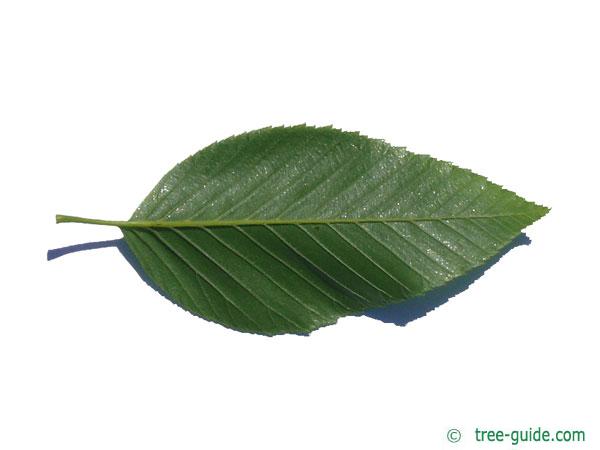 Alnus firma leaf underside