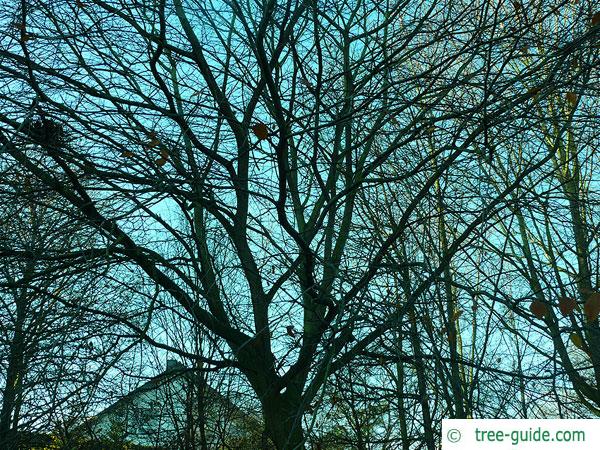 american beech (Fagus grandiflora) tree crown in winter