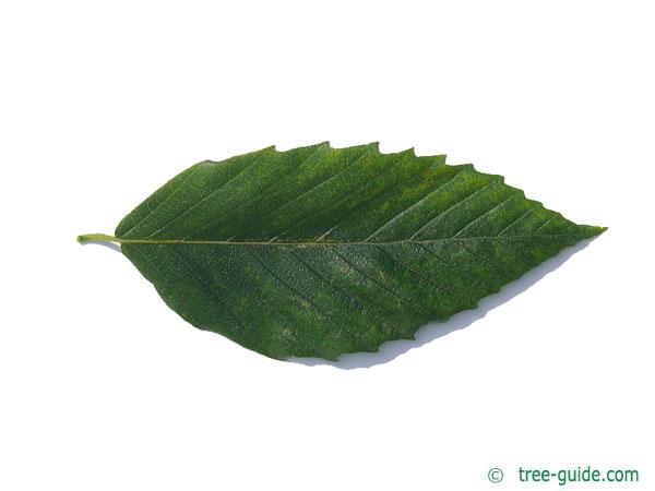 american beech (Fagus grandiflora) leaf