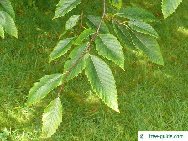 american beech (Fagus grandiflora) twig with leaves