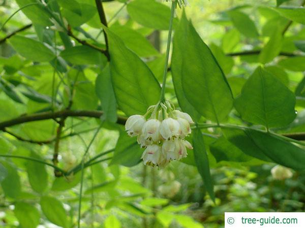 american bladdernut (Staphylea trifolia) leaves and flowers